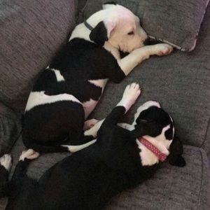 Meet your Posher, Paighton